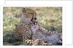 Cheetah Mother Licks Her Young Cub by Anonymous