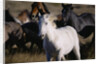 Wild Mustangs Running in Wyoming by Anonymous