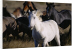Wild Mustangs Running in Wyoming by Anonymous