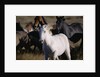 Wild Mustangs Running in Wyoming by Anonymous