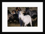 Wild Mustangs Running in Wyoming by Anonymous