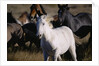 Wild Mustangs Running in Wyoming by Anonymous