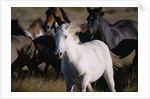 Wild Mustangs Running in Wyoming by Anonymous