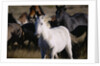 Wild Mustangs Running in Wyoming by Anonymous