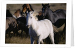 Wild Mustangs Running in Wyoming by Anonymous