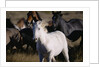 Wild Mustangs Running in Wyoming by Anonymous