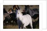 Wild Mustangs Running in Wyoming by Anonymous