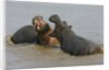 Two Hippopotami Fighting in Water by Anonymous
