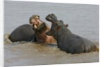 Two Hippopotami Fighting in Water by Anonymous
