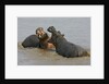 Two Hippopotami Fighting in Water by Anonymous