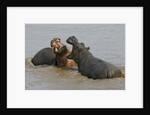 Two Hippopotami Fighting in Water by Anonymous