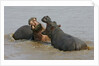 Two Hippopotami Fighting in Water by Anonymous