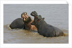 Two Hippopotami Fighting in Water by Anonymous
