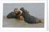 Two Hippopotami Fighting in Water by Anonymous