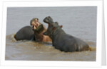 Two Hippopotami Fighting in Water by Anonymous