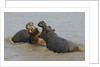 Two Hippopotami Fighting in Water by Anonymous