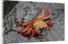 Sally Lightfoot Crab by Anonymous