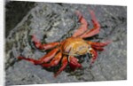 Sally Lightfoot Crab by Anonymous