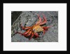 Sally Lightfoot Crab by Anonymous