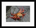 Sally Lightfoot Crab by Anonymous