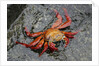 Sally Lightfoot Crab by Anonymous