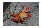 Sally Lightfoot Crab by Anonymous
