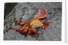 Sally Lightfoot Crab by Anonymous