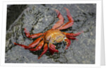 Sally Lightfoot Crab by Anonymous