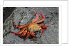 Sally Lightfoot Crab by Anonymous