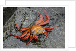 Sally Lightfoot Crab by Anonymous