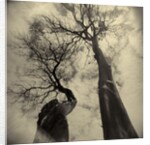 Madrona Trees by Kevin Cruff