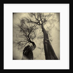 Madrona Trees by Kevin Cruff