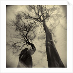 Madrona Trees by Kevin Cruff