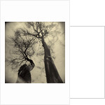 Madrona Trees by Kevin Cruff