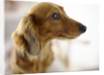 Dachshund by Anonymous