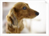 Dachshund by Anonymous