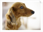 Dachshund by Anonymous