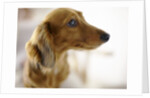 Dachshund by Anonymous