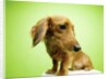 Cute Dachshund by Anonymous