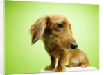 Cute Dachshund by Anonymous