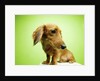 Cute Dachshund by Anonymous