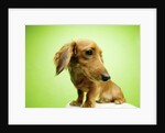 Cute Dachshund by Anonymous
