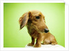 Cute Dachshund by Anonymous