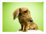 Cute Dachshund by Anonymous