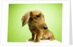 Cute Dachshund by Anonymous