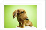 Cute Dachshund by Anonymous