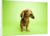 Dachshund by Anonymous