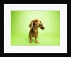Dachshund by Anonymous