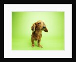 Dachshund by Anonymous