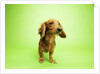 Dachshund by Anonymous